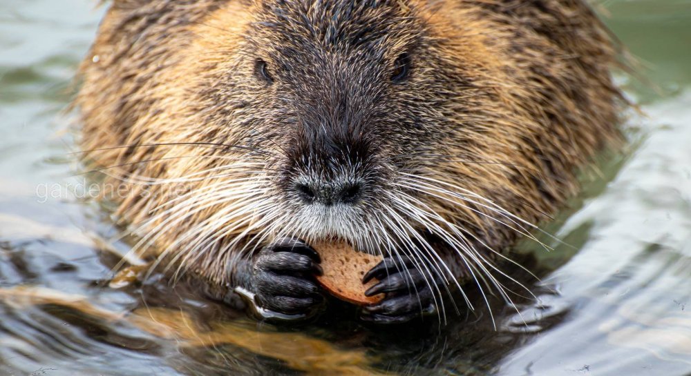 Болотный Бобр или нутрия