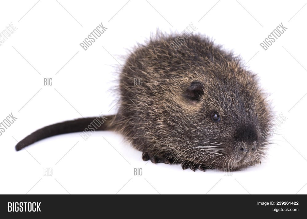 Нутрия на белом фоне