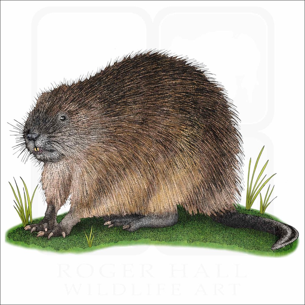 Ондатра малыши