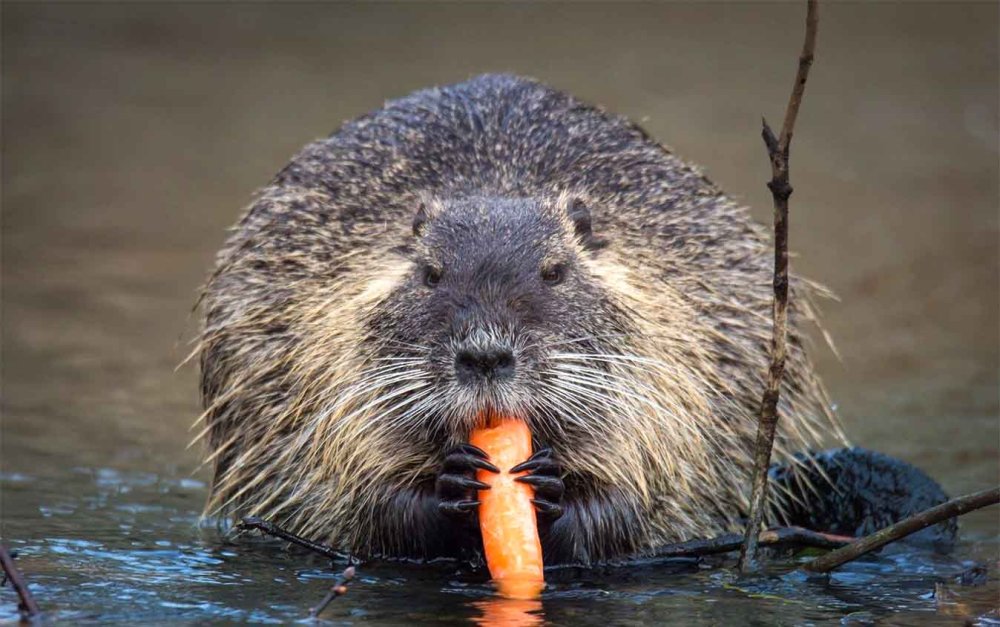 Нутрия крыса