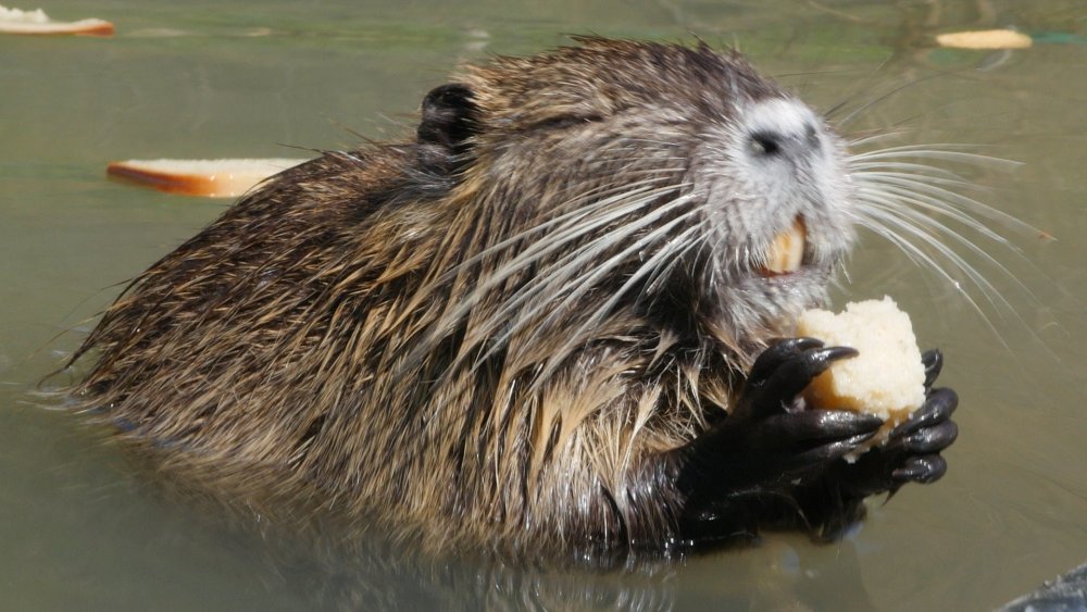 Выдра ондатра нутрия