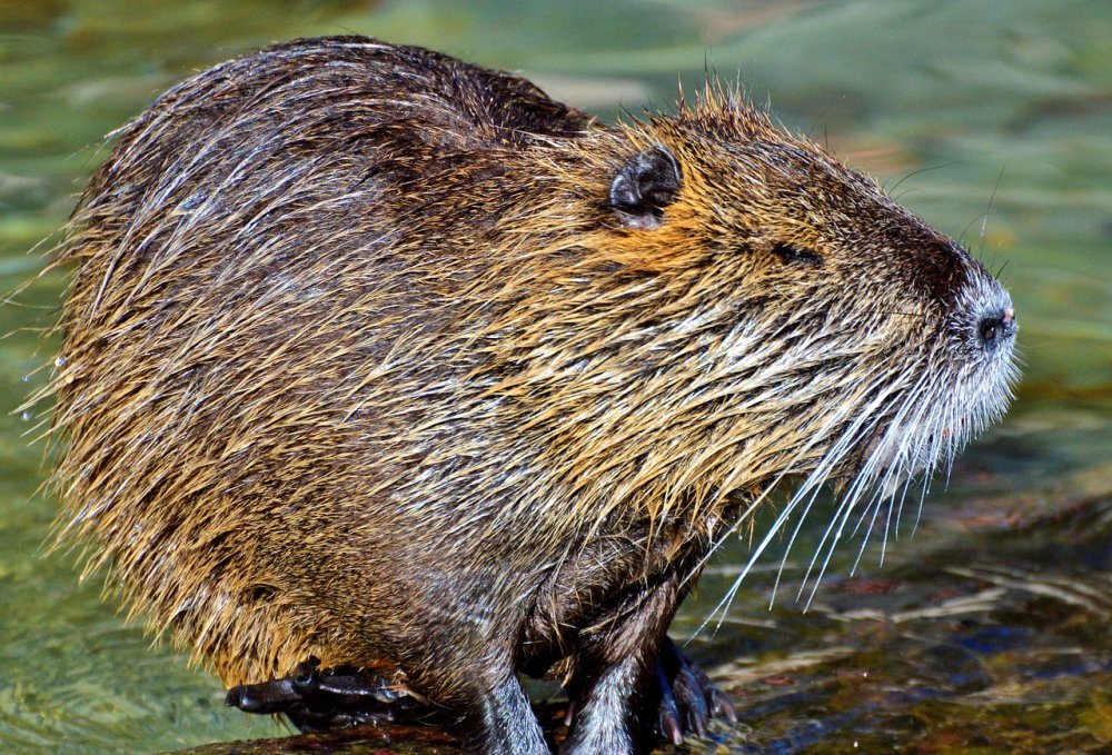 Нутрия и ондатра