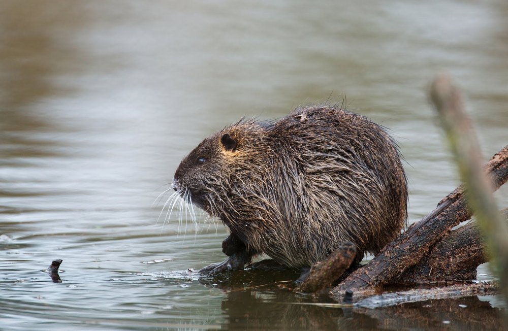 Нутрия и бобер