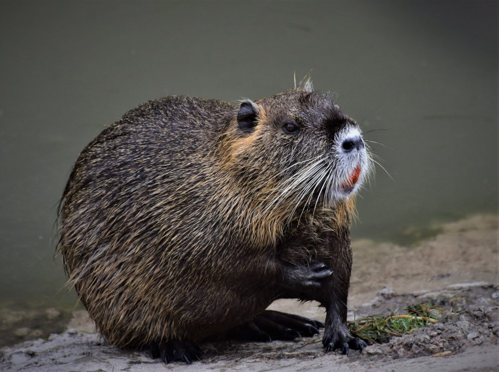 Нутрия болотный Бобр Южной Америки