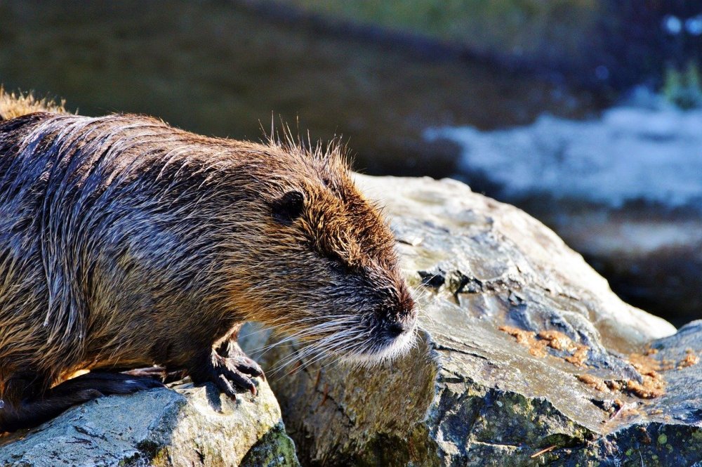Выдра ондатра нутрия