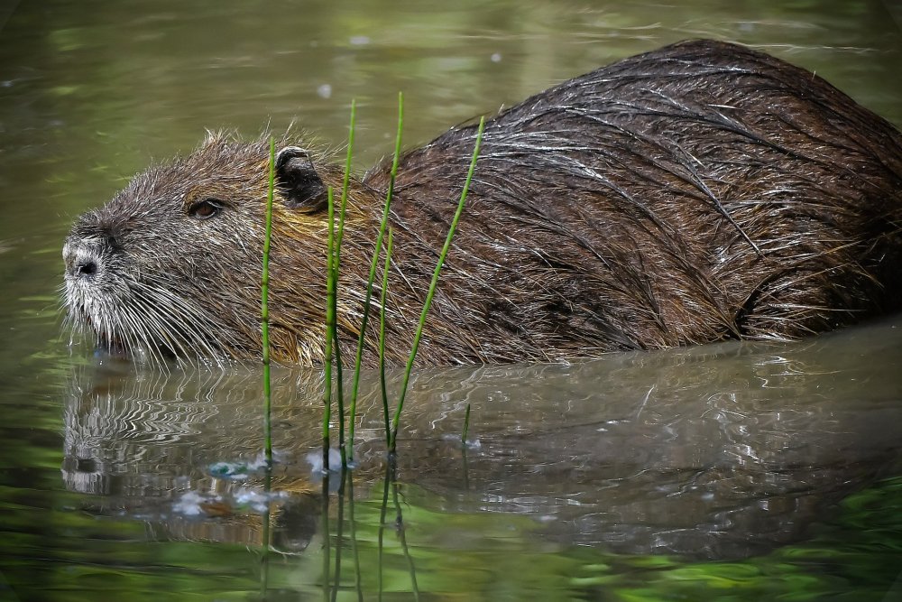 Myocastor coypus нутрия