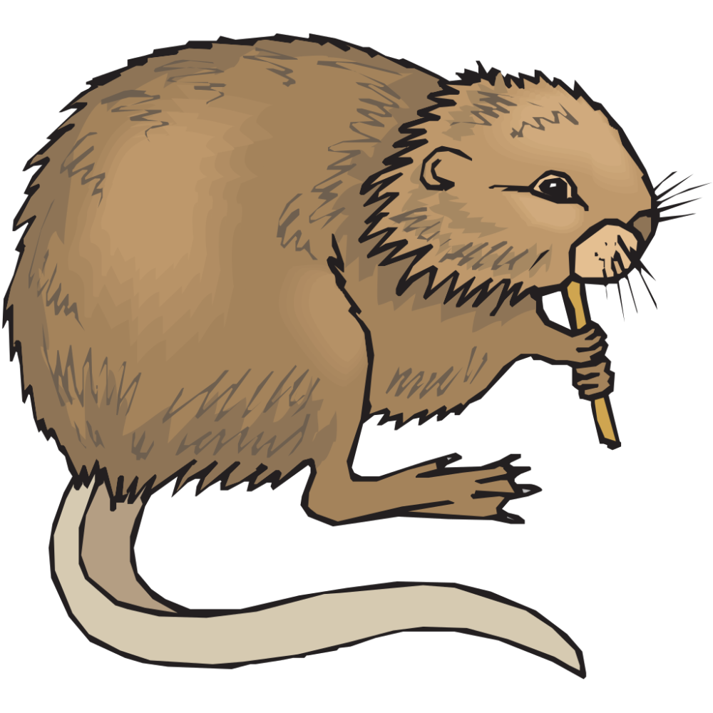 Нутрия на прозрачном фоне