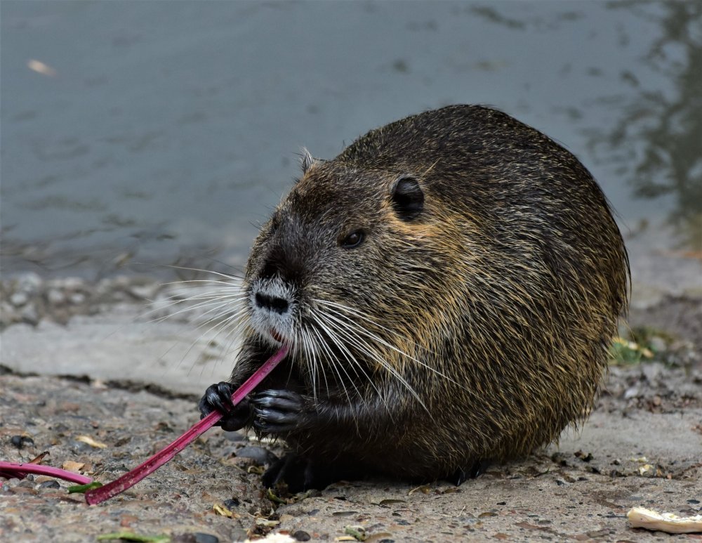 Нутрия домашняя