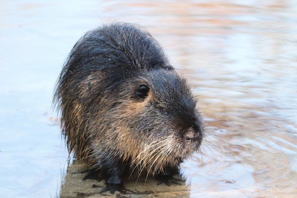 Myocastor coypus