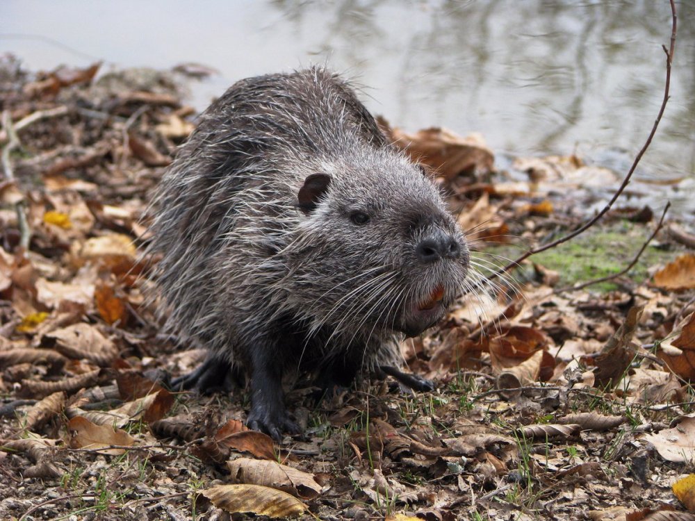 Нутрия болотный Бобр