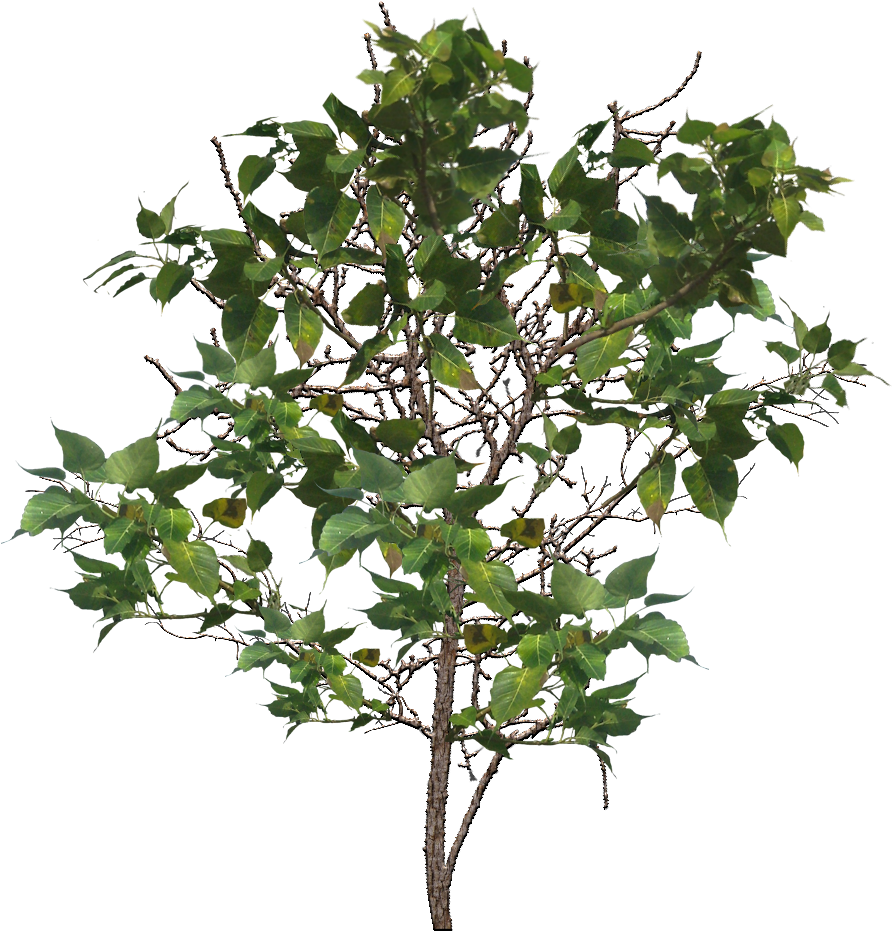 Ветка куста