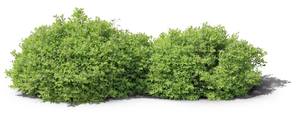 Смородина Альпийская 'Schmidt'