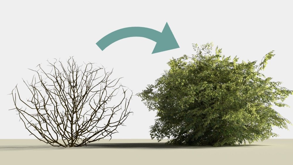 Куст без листочков