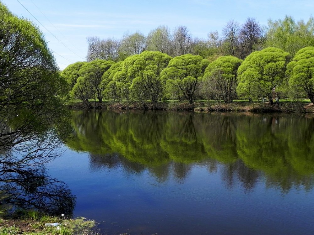 Ракита ягода