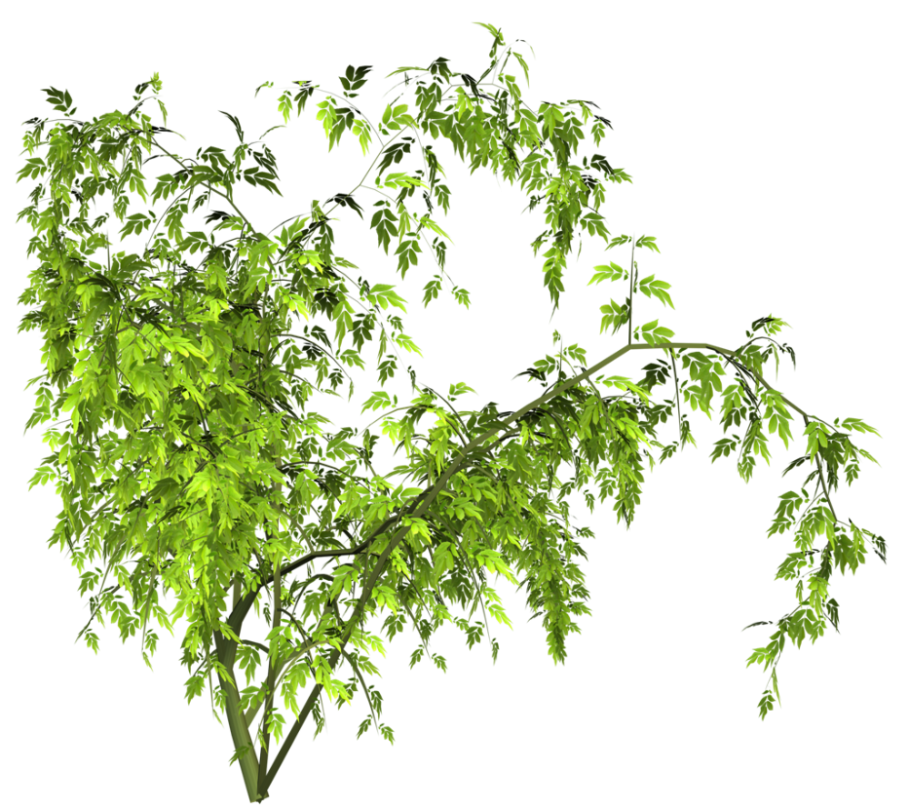 Ветки кустов