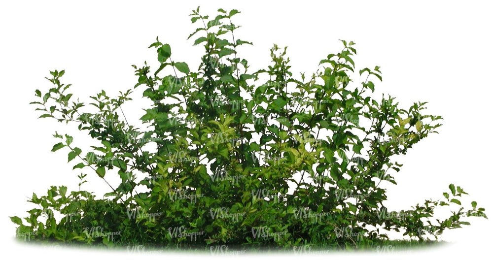 Кустарник дикорастущий на белом фоне