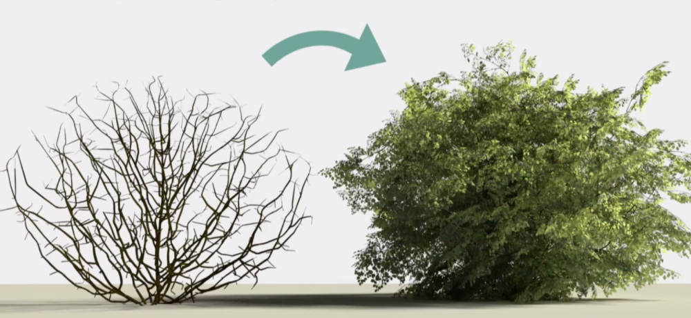 Куст без листьев