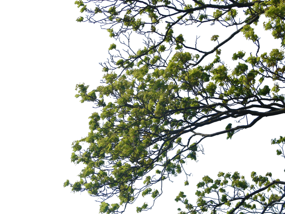 Ветви деревьев