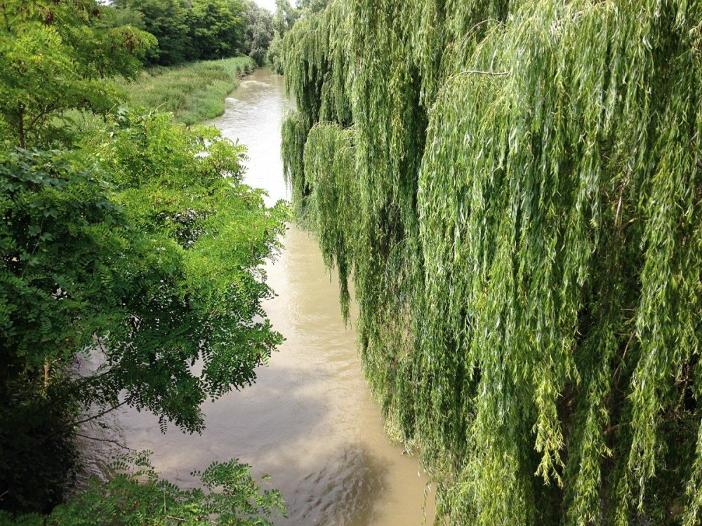 Ива Вавилонская плакучая