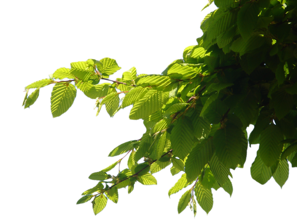 Ветка с листьями