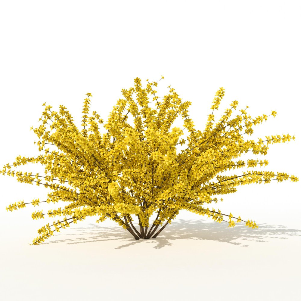 Форзиция Тетраголд