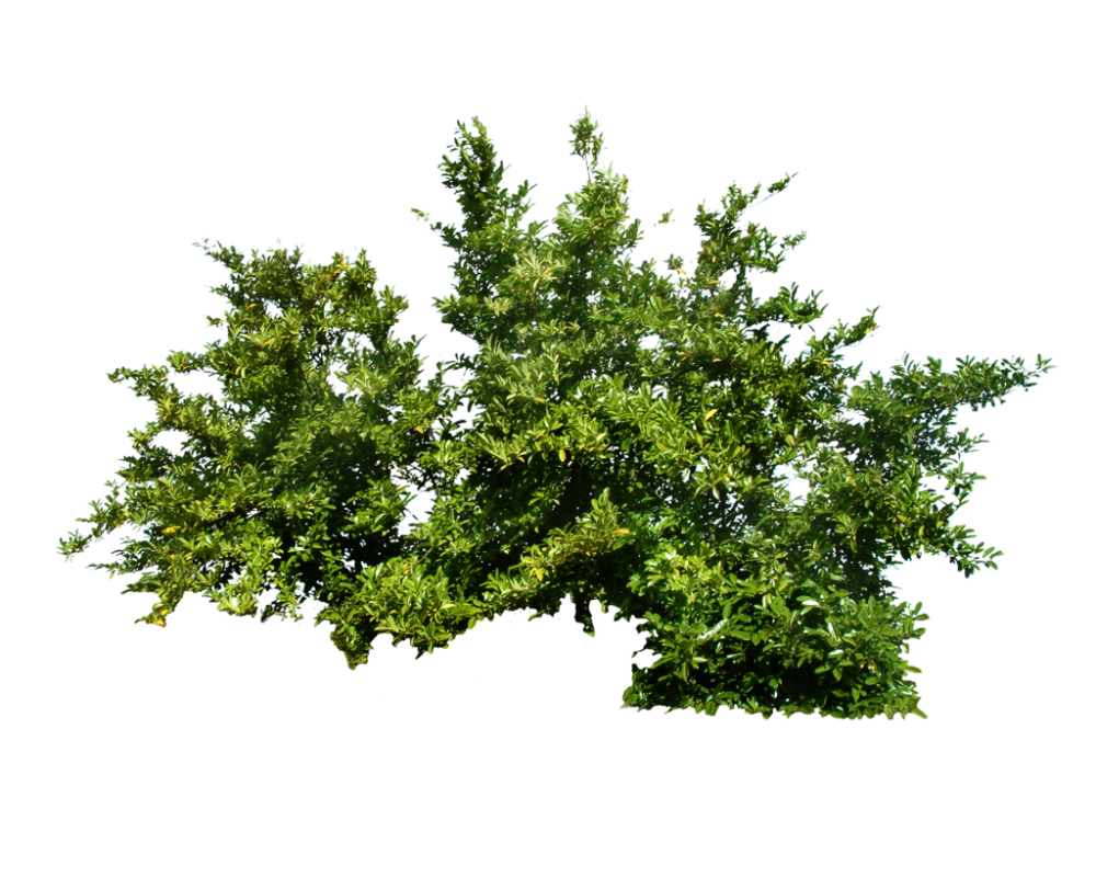 Куст на прозрачном фоне