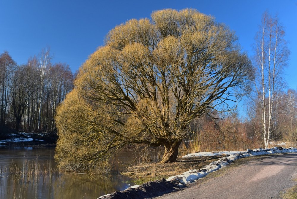 Ива ломкая Ракита