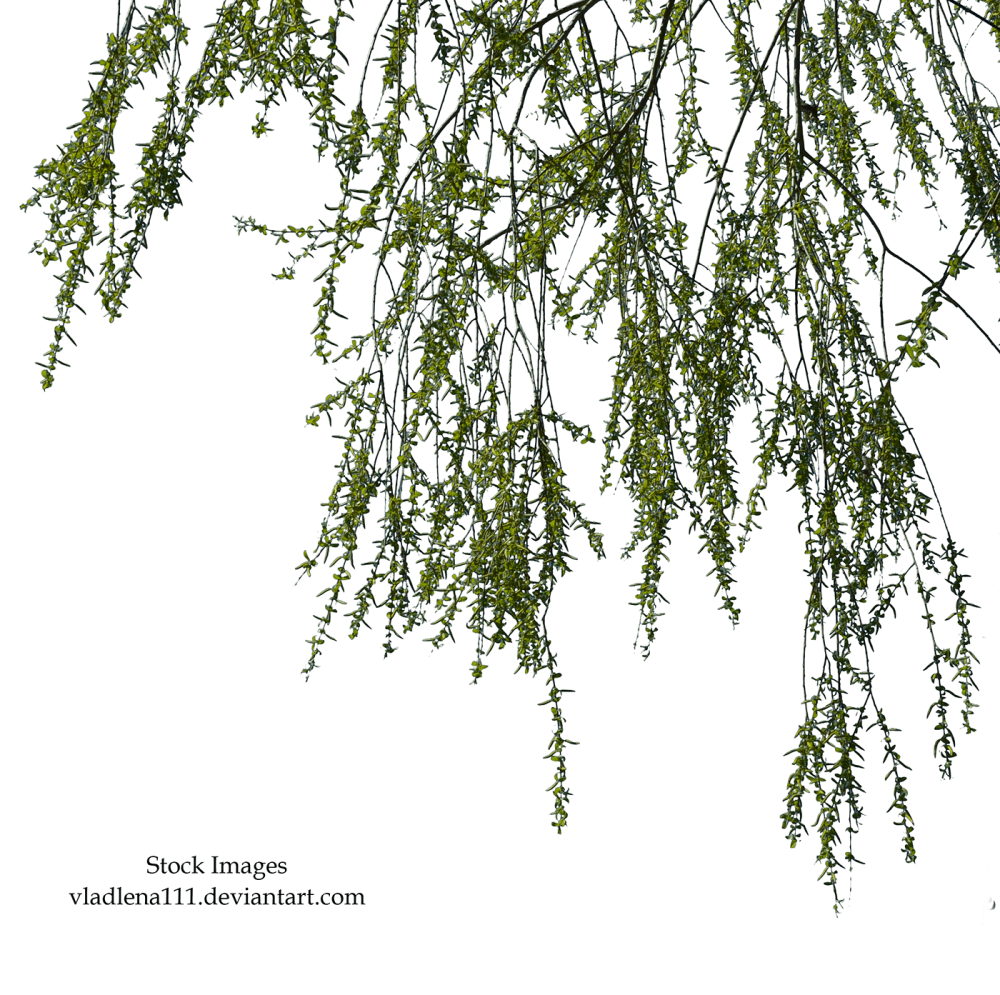 Свисающие ветки ивы на прозрачном фоне