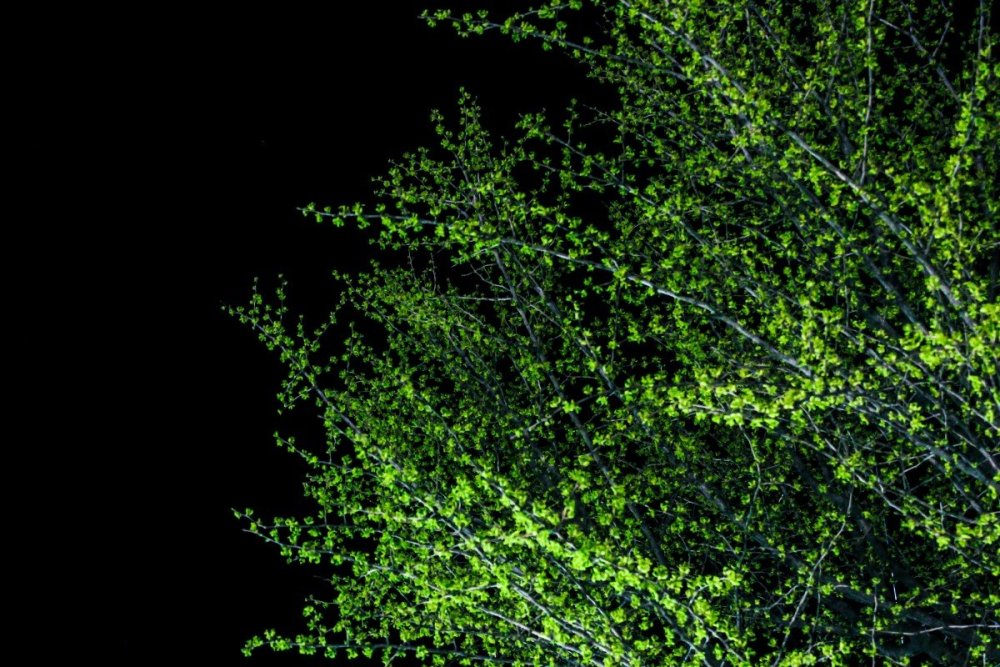 Зелень на темном фоне