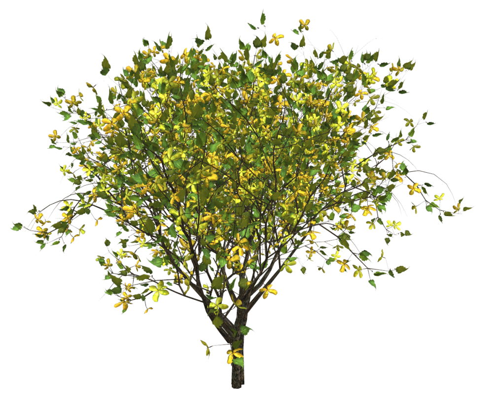 Форзиция куст на белом фоне