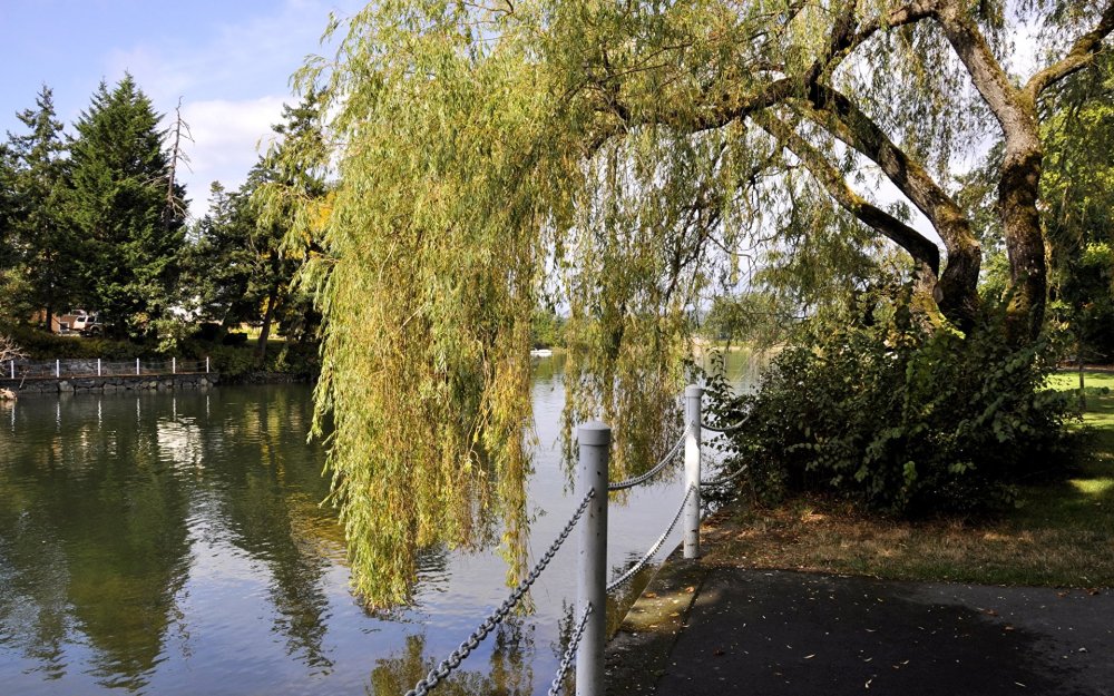 Плакучая Ива у пруда
