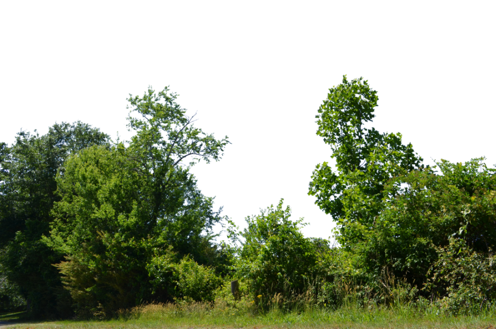 Полоса деревьев