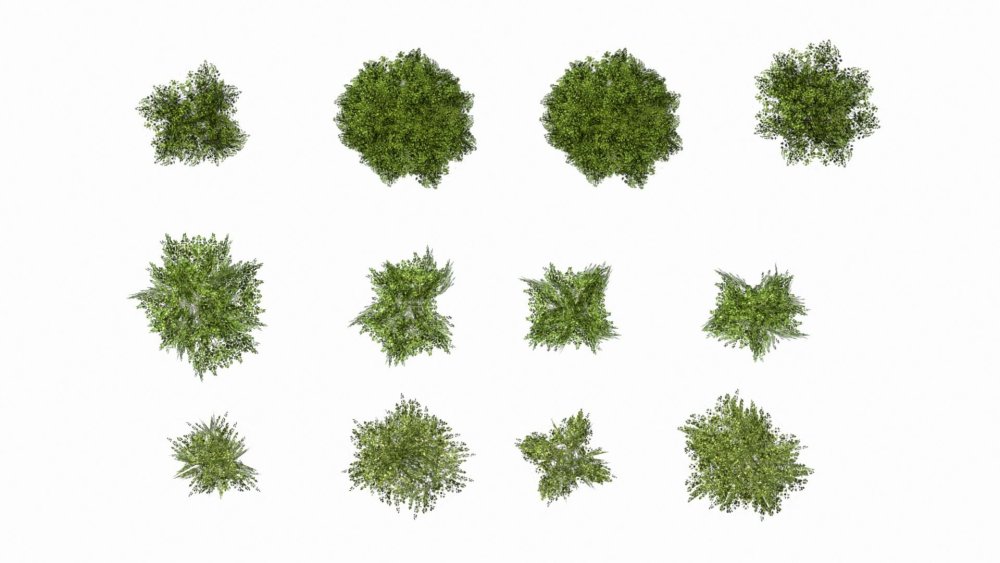 Кусты вид сверху