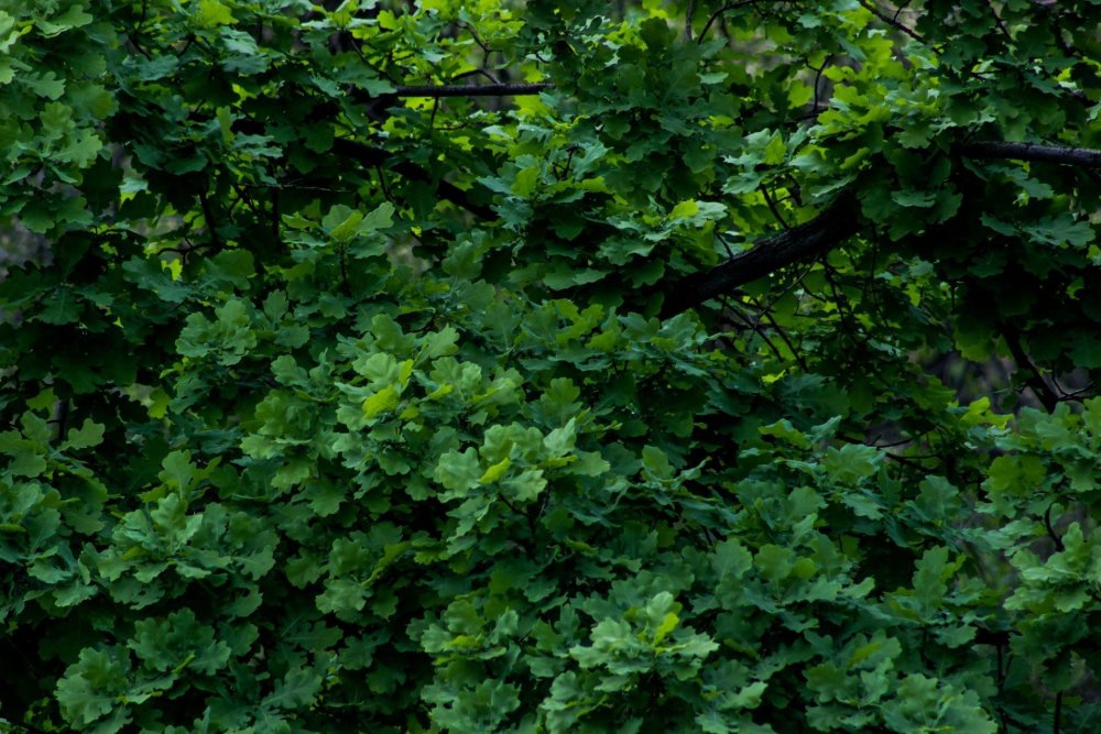 Темно зеленые кусты