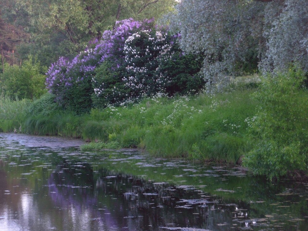 Сирень Борисовские пруды