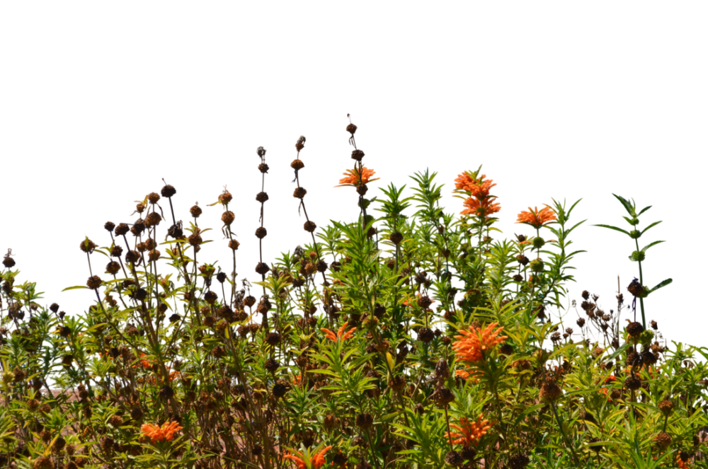 Осенняя трава