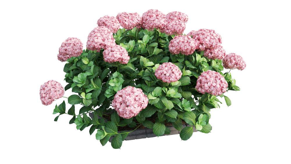 Гортензия Мэджикал Кэндл