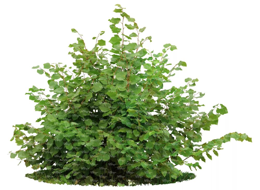 Орешник куст