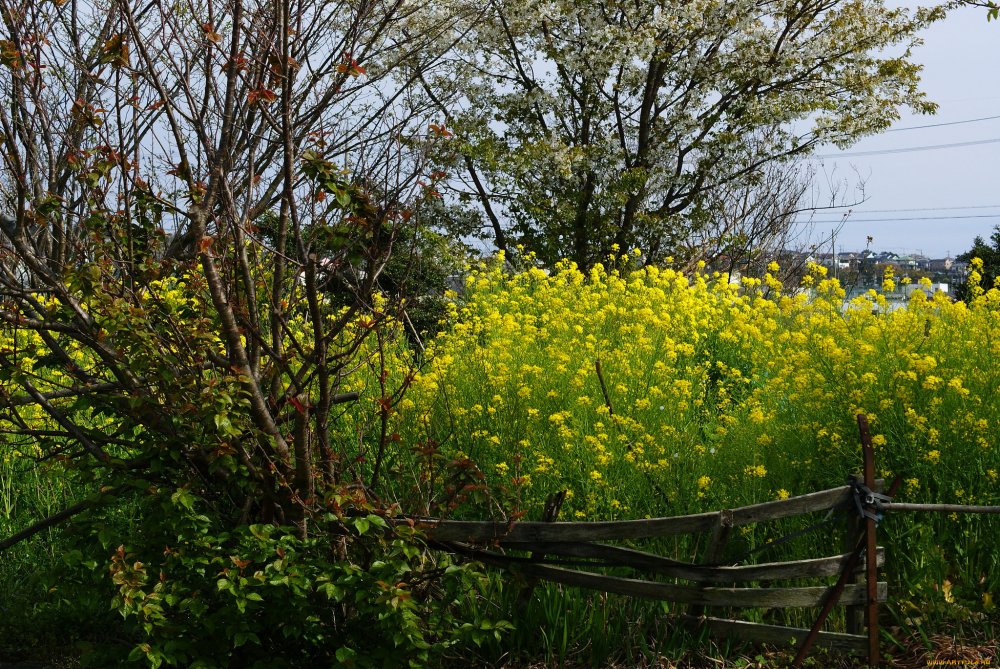 Луговые кусты