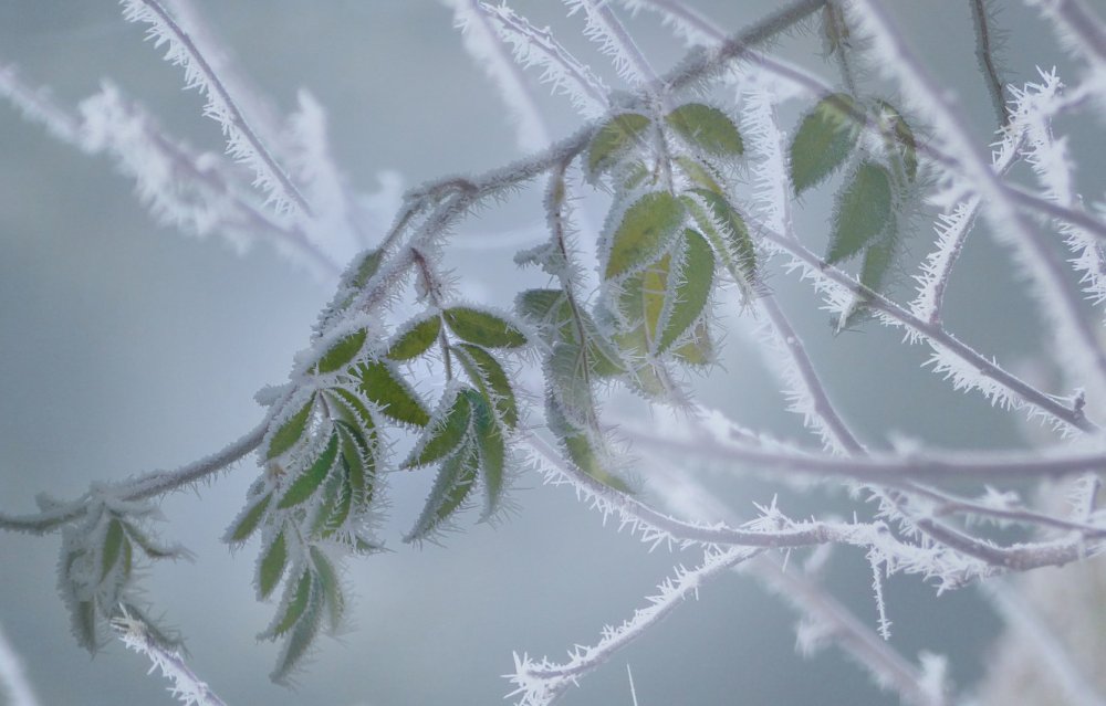 Иней на ветках