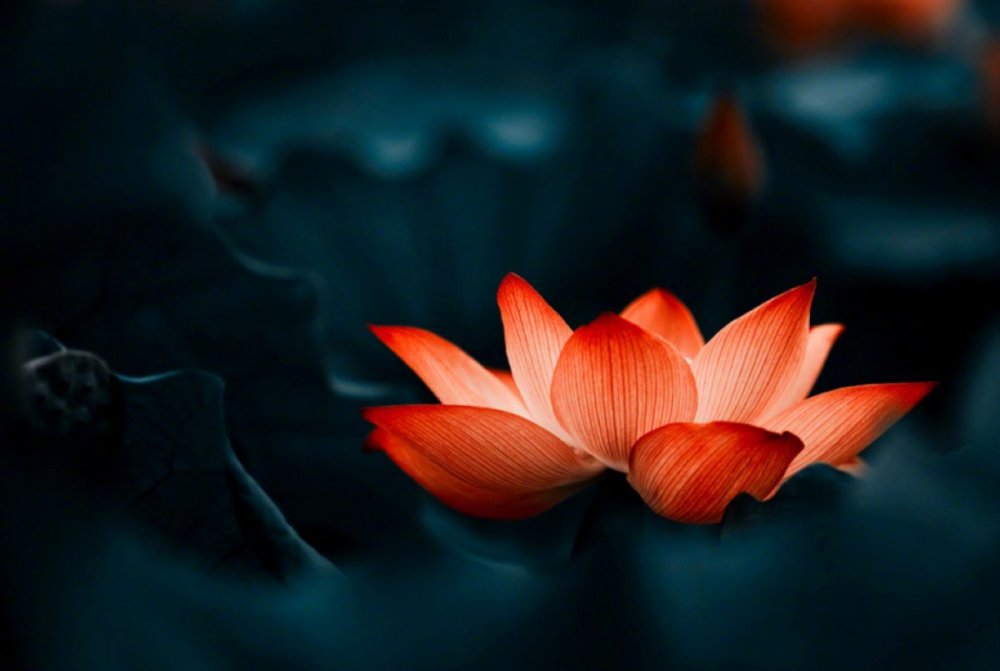 Огненный цветок лотоса