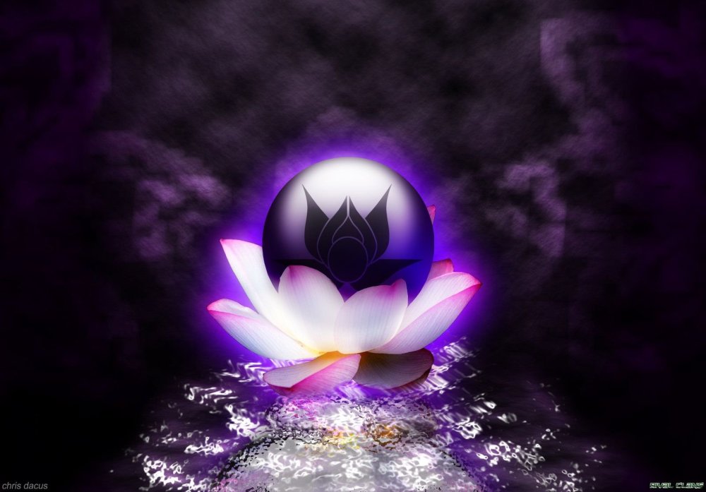 Фиолетовый Лотос