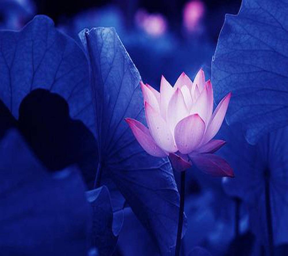 Ночной Лотос