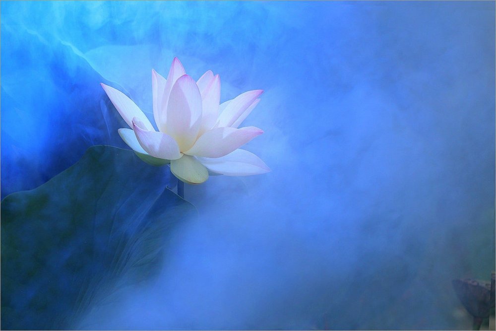 Белый Лотос