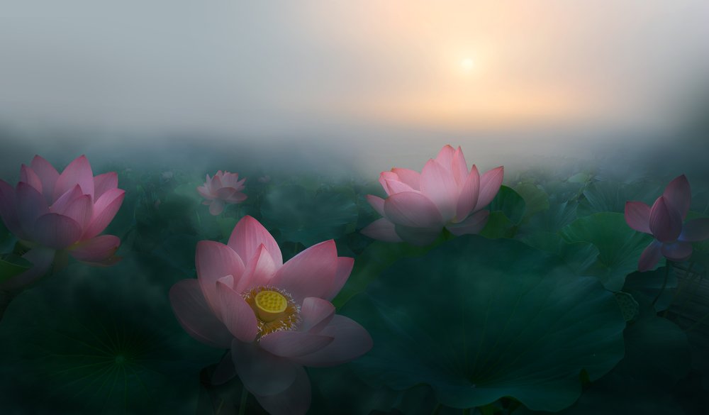 Нежные цветы абстракция