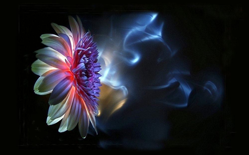 Фантастические цветы на черном фоне