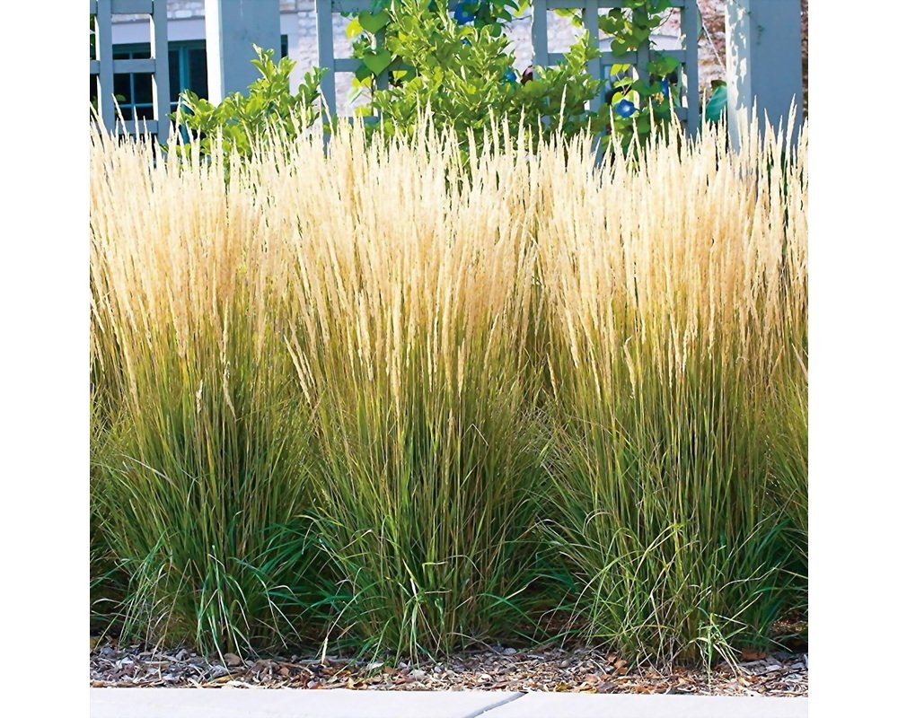 Вейник остроцветковый Karl Foerster нормы посадки