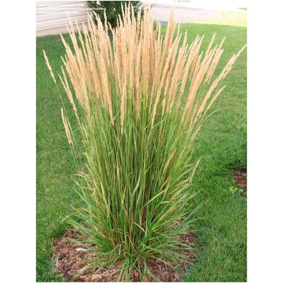 Вейник остроцветковый Карл Форстер