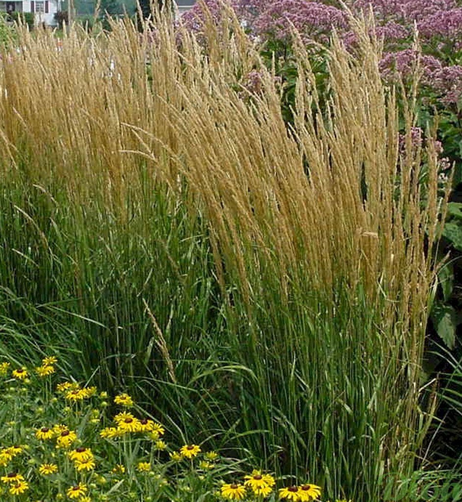 Вейник Karl Foerster