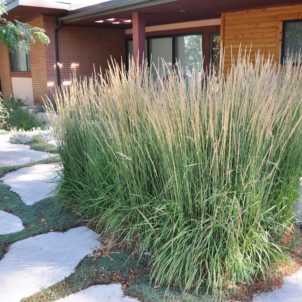 Вейник остроцветковый Карл Форстер